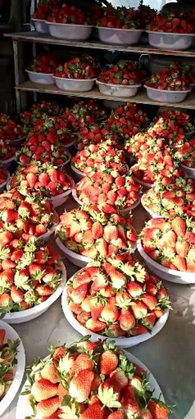 黑珍珠草莓品质保证价格优惠量大从优济南原产地