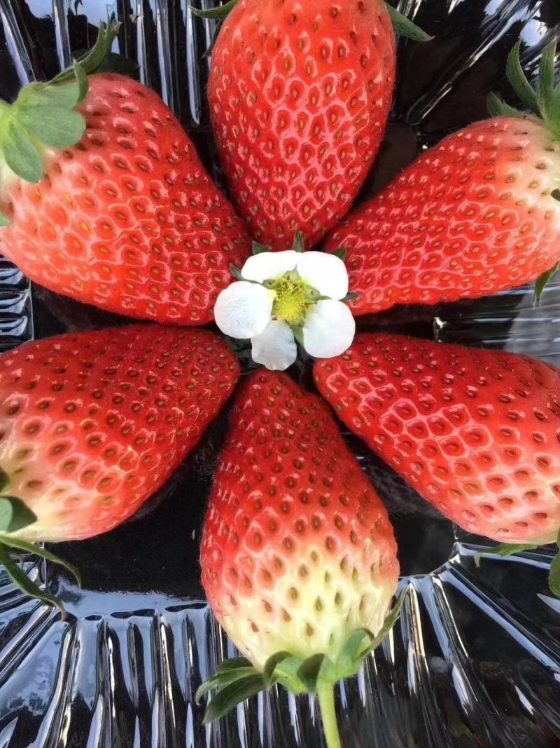 黑珍珠草莓品质保证价格优惠量大从优济南原产地