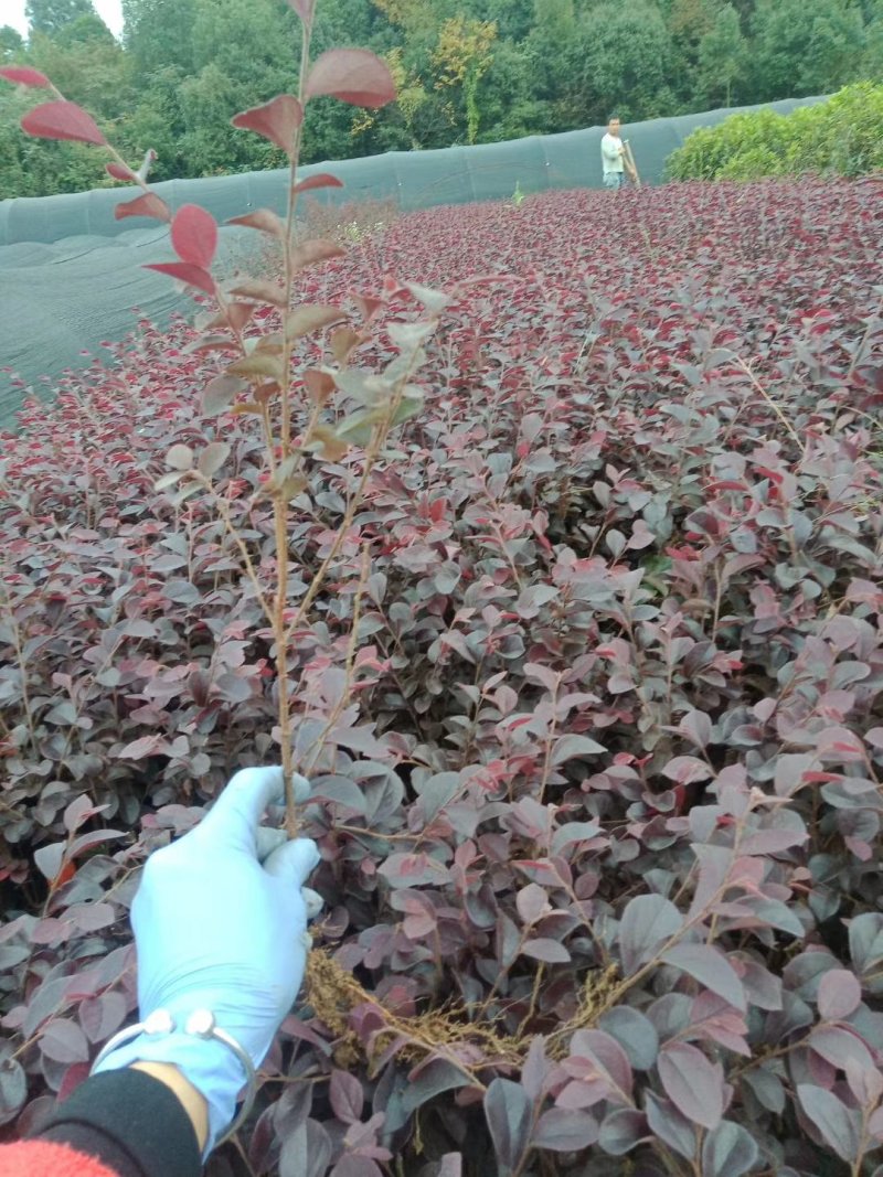 红继木小苗