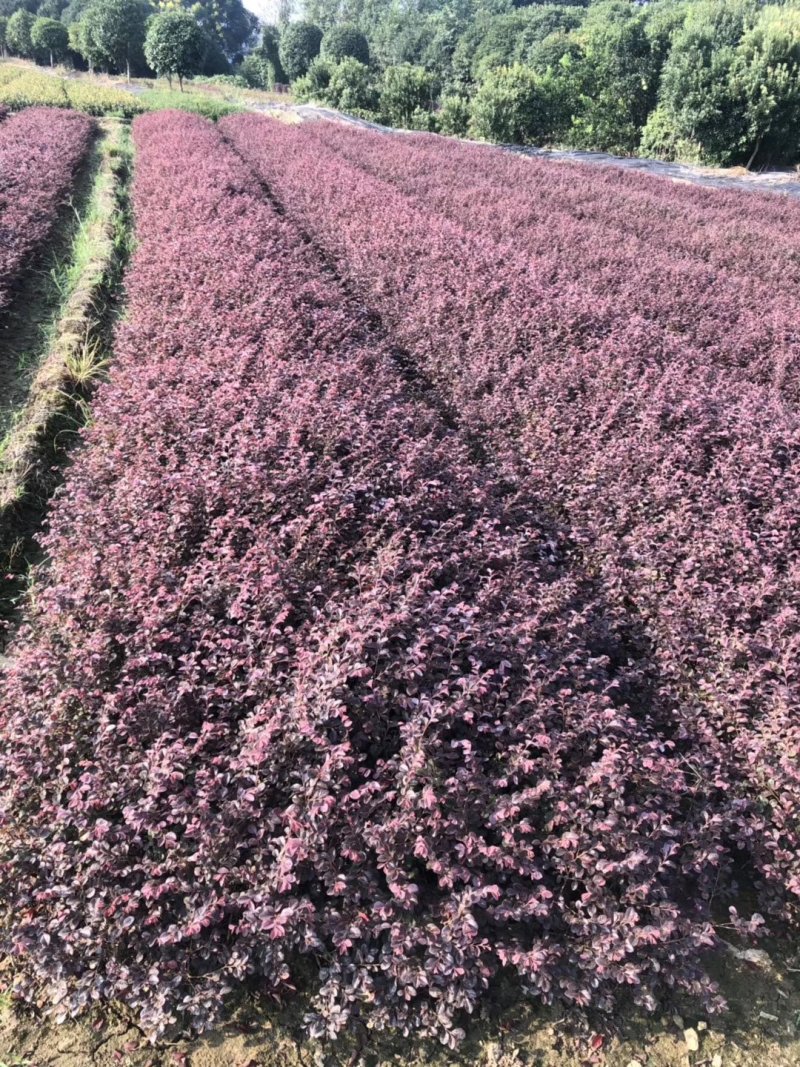 红继木小苗