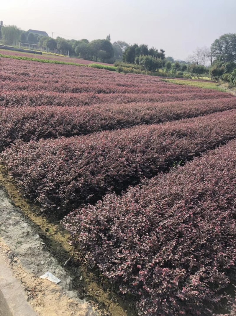 红继木小苗