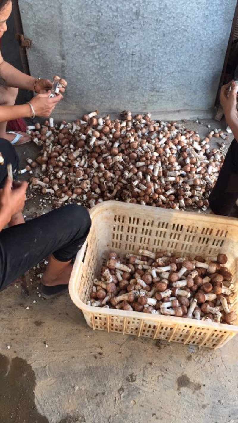 姬松茸菌干货基地直销批发巴西菇干品