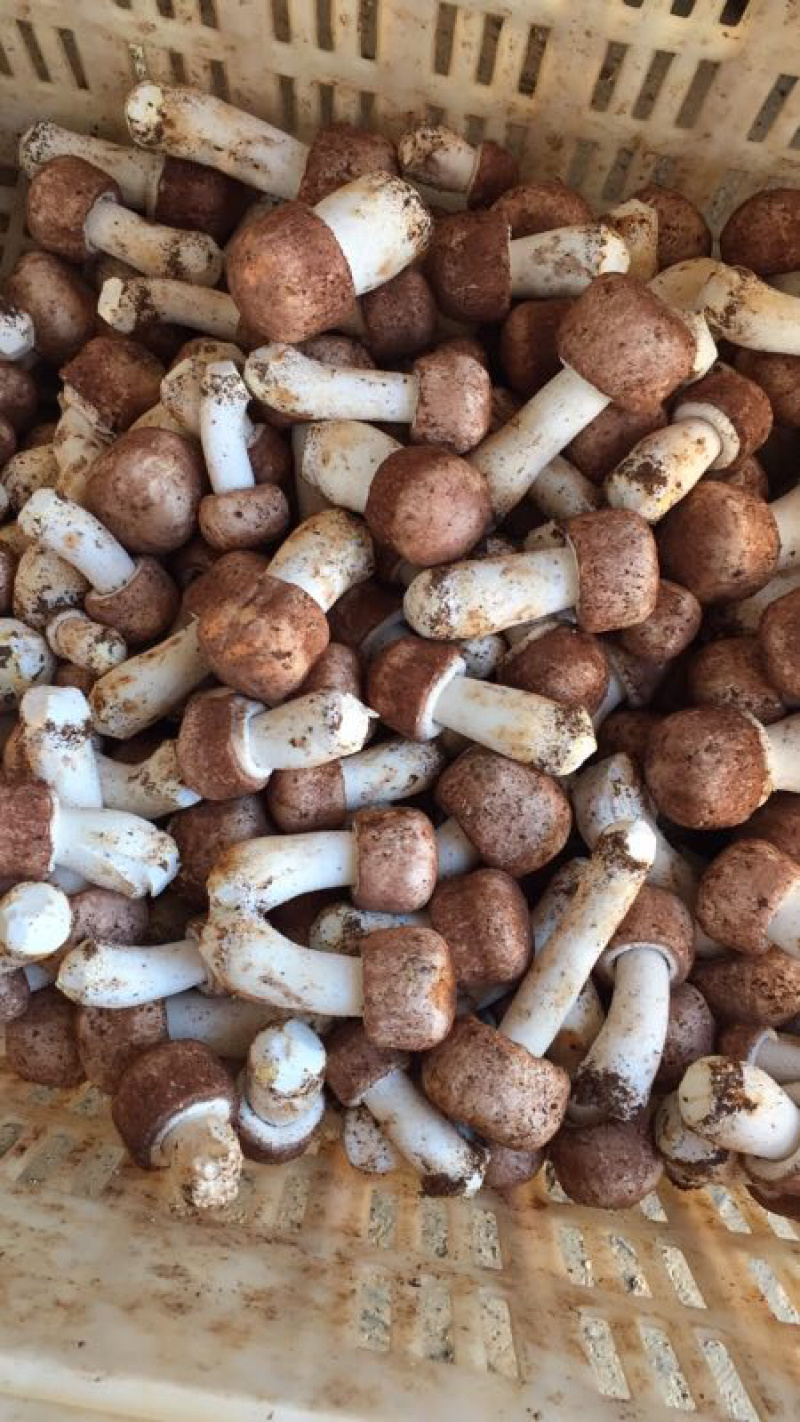 姬松茸菌干货基地直销批发巴西菇干品