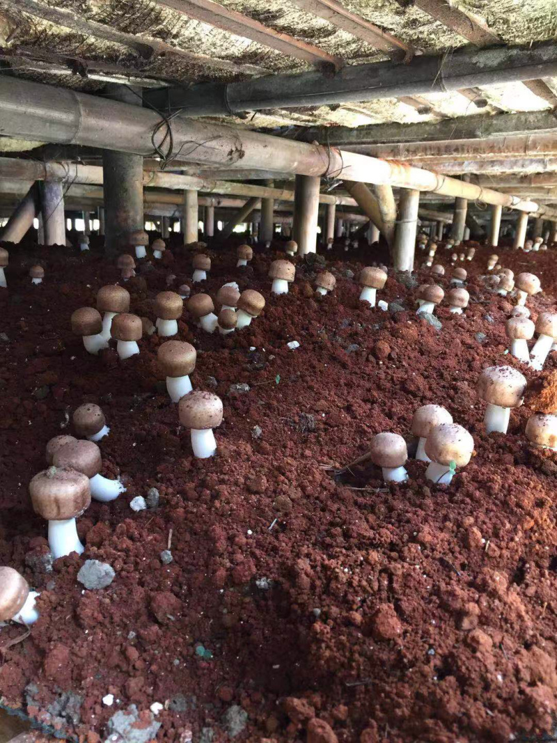 姬松茸菌干货基地直销批发巴西菇干品