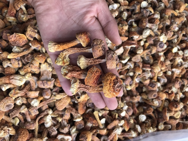 姬松茸菌干货基地直销批发巴西菇干品