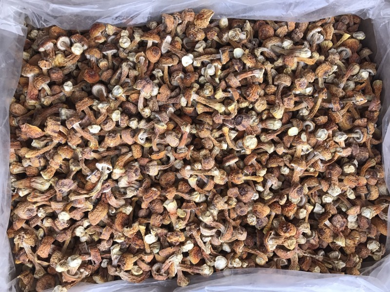 姬松茸菌干货基地直销批发巴西菇干品