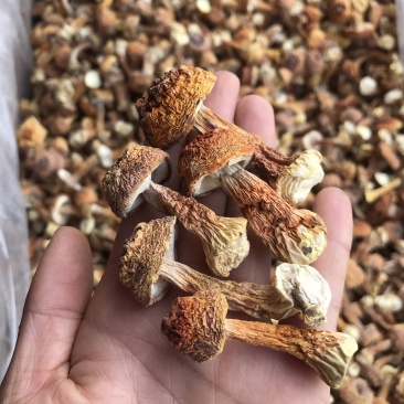 姬松茸菌干货基地直销批发巴西菇干品