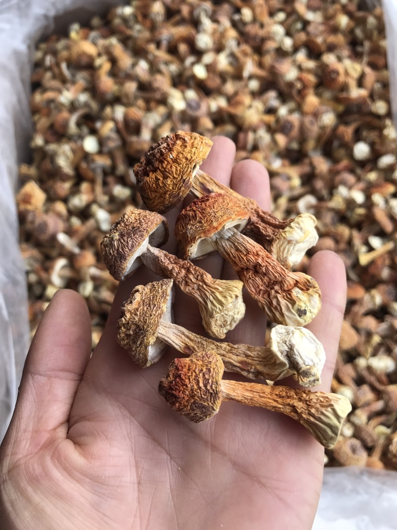姬松茸菌干货基地直销批发巴西菇干品
