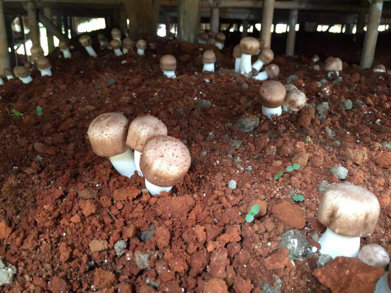 姬松茸菌干货基地直销批发巴西菇干品