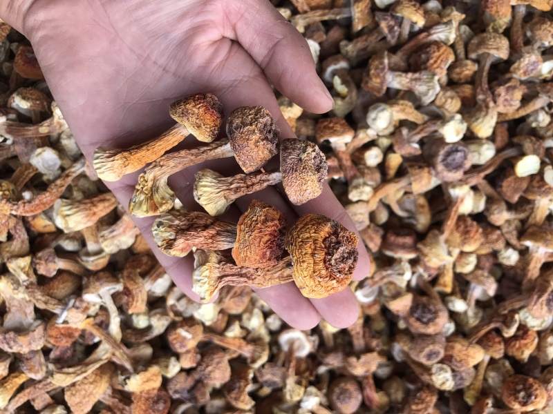 姬松茸菌干货基地直销批发巴西菇干品