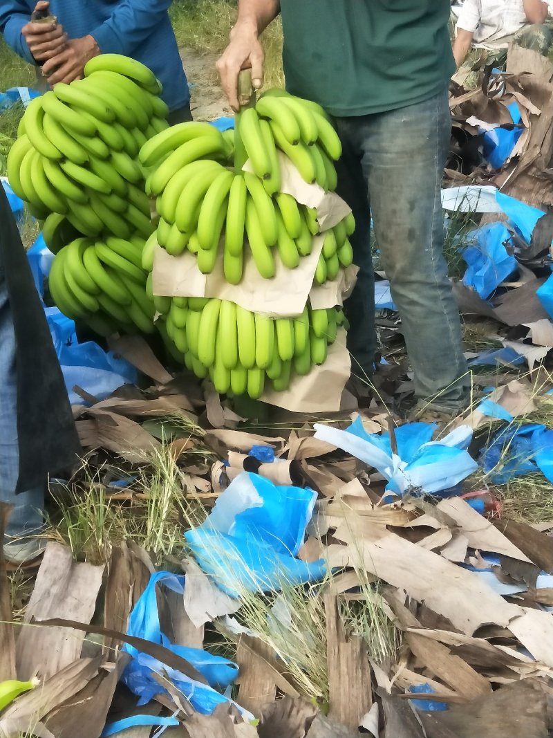 巴西焦，云南货好吃吃不完