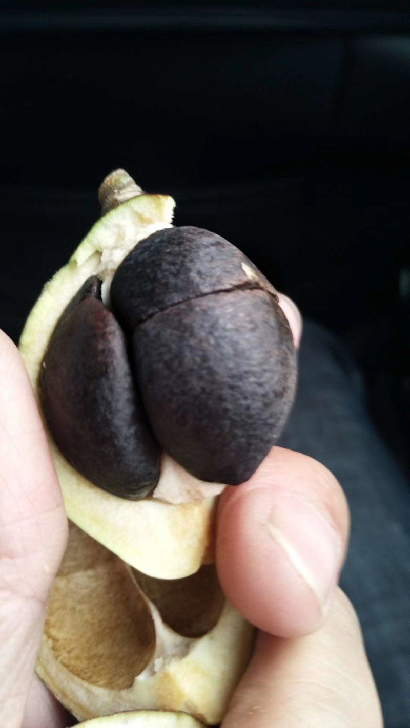 价格可谈批量供应高产嫁接油茶苗长林系列15-100公分
