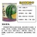 浪潮五号西瓜种子花皮黄瓤无籽西瓜种子原装50克