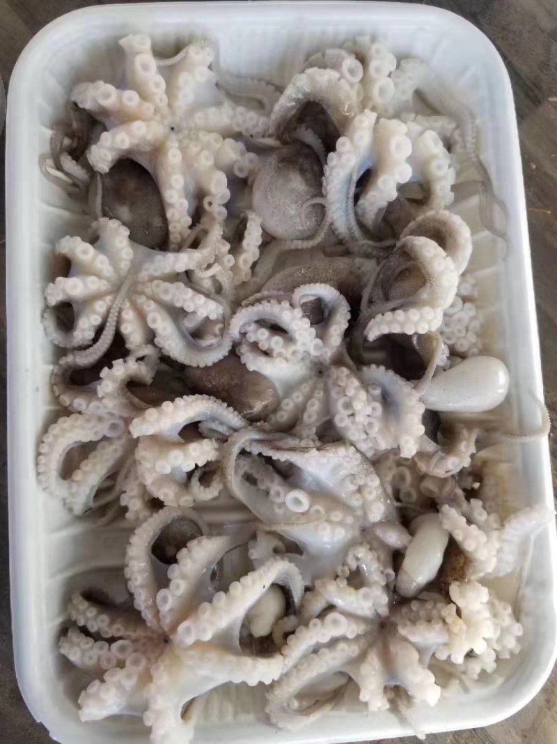八爪鱼