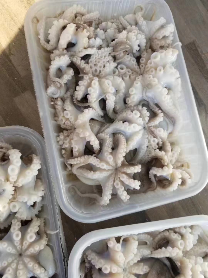 八爪鱼