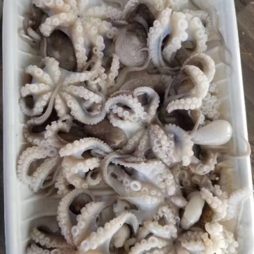 八爪鱼
