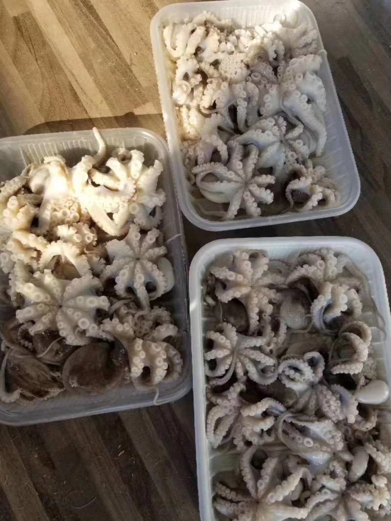 八爪鱼