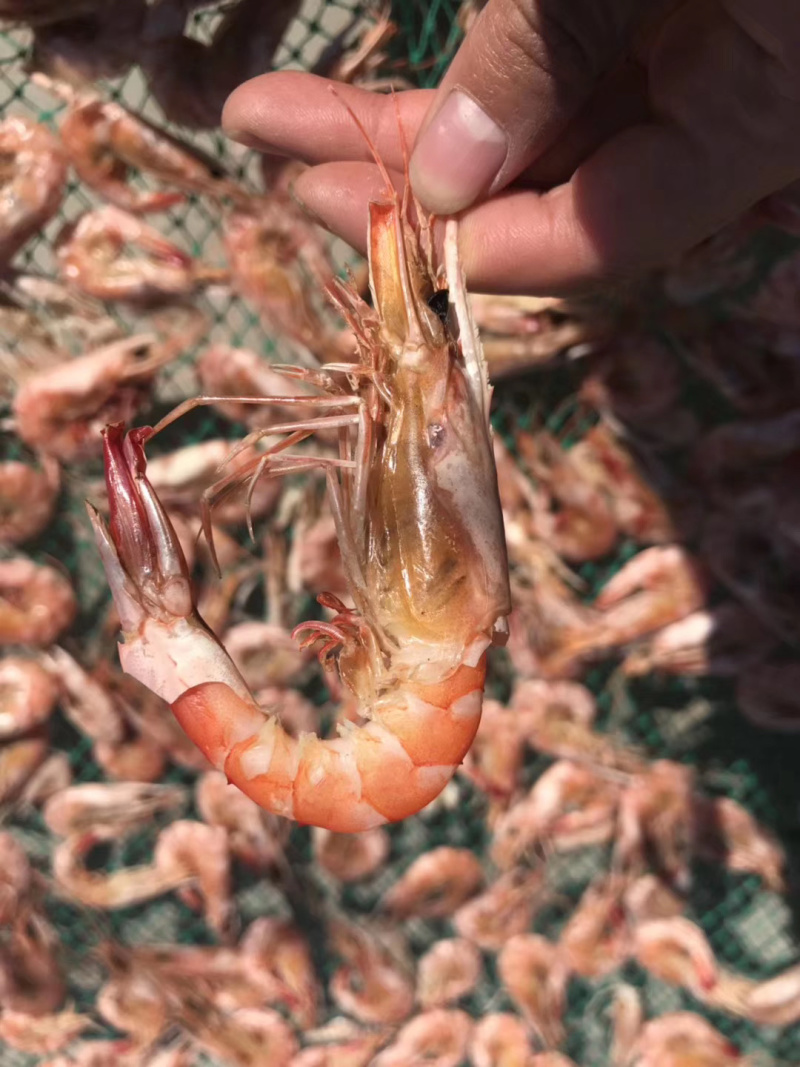磷虾干