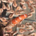 磷虾干