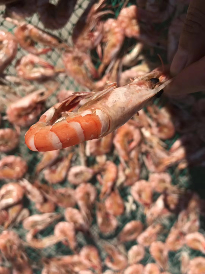 磷虾干