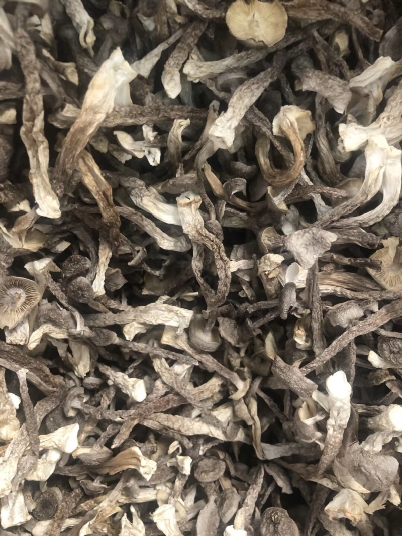 鹿茸菇干品精品鹿茸菇批发零售