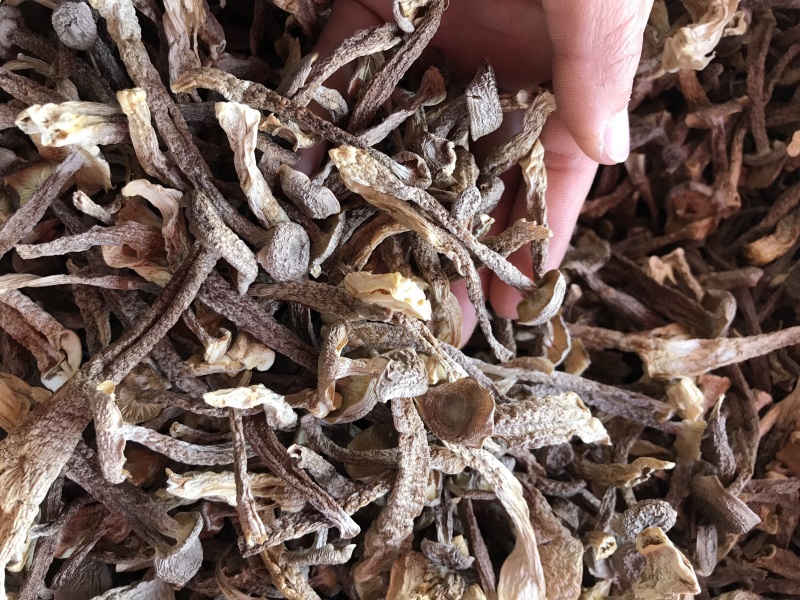鹿茸菇干品精品鹿茸菇批发零售