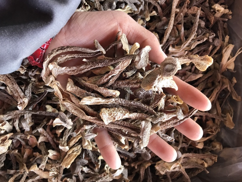 鹿茸菇干品精品鹿茸菇批发零售