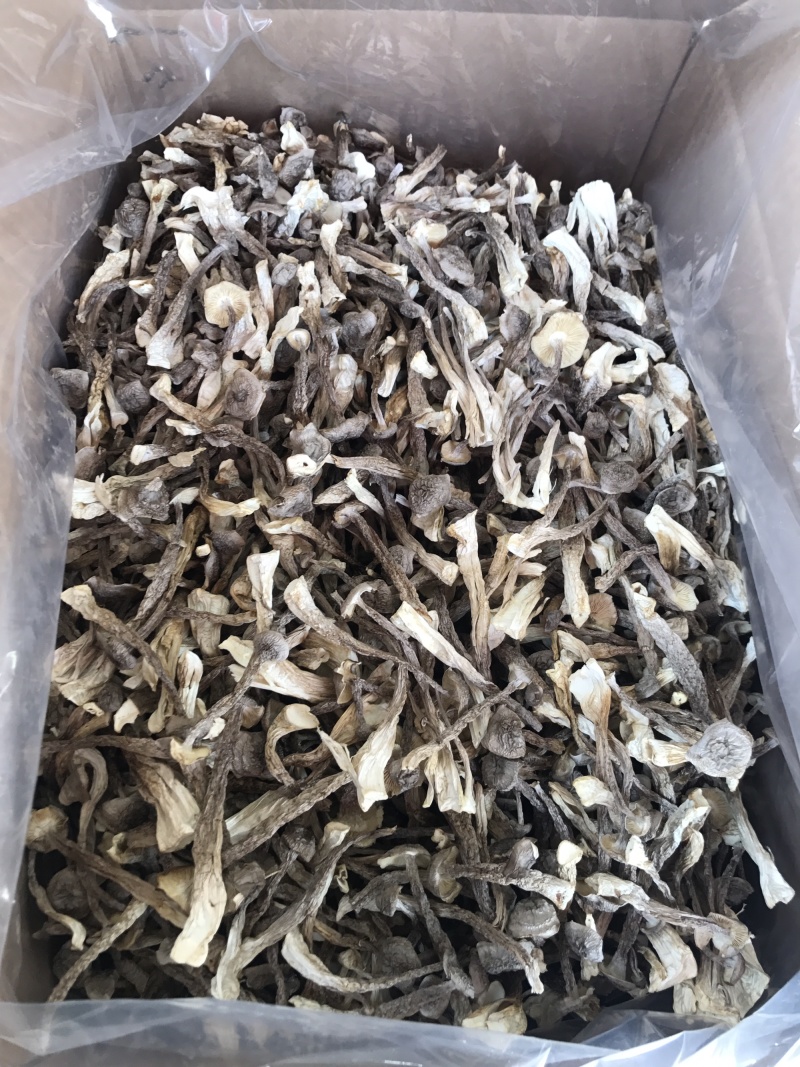 鹿茸菇干品精品鹿茸菇批发零售