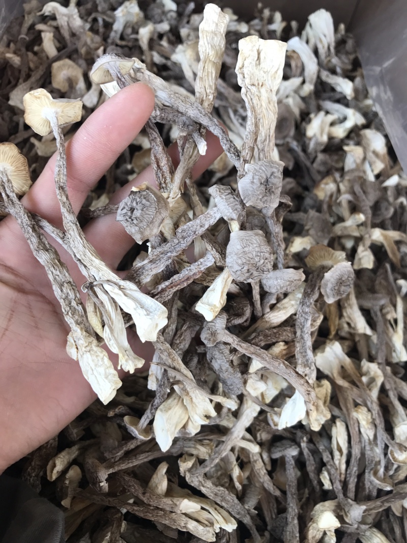 鹿茸菇干品精品鹿茸菇批发零售