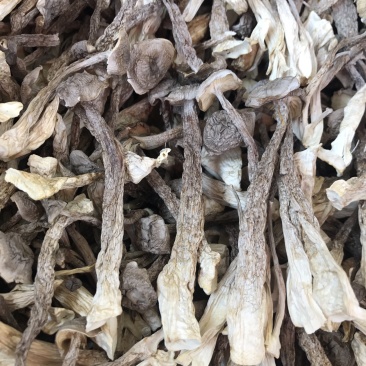 鹿茸菇干品精品鹿茸菇批发零售
