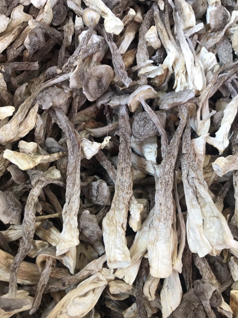 鹿茸菇干品精品鹿茸菇批发零售