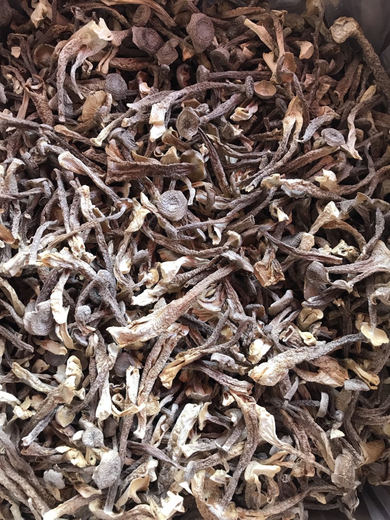 鹿茸菇干品精品鹿茸菇批发零售
