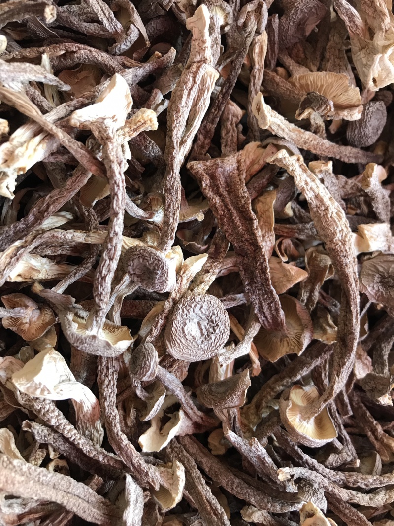 鹿茸菇干品精品鹿茸菇批发零售