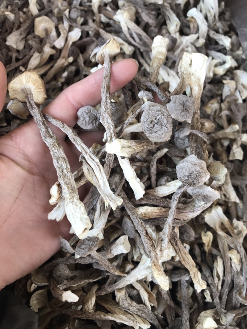 鹿茸菇干品精品鹿茸菇批发零售
