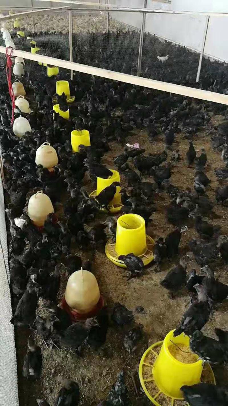 五黑鸡脱温鸡一个月包房防疫包成活包运输