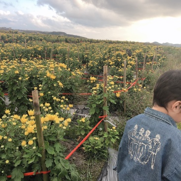 金丝皇菊
