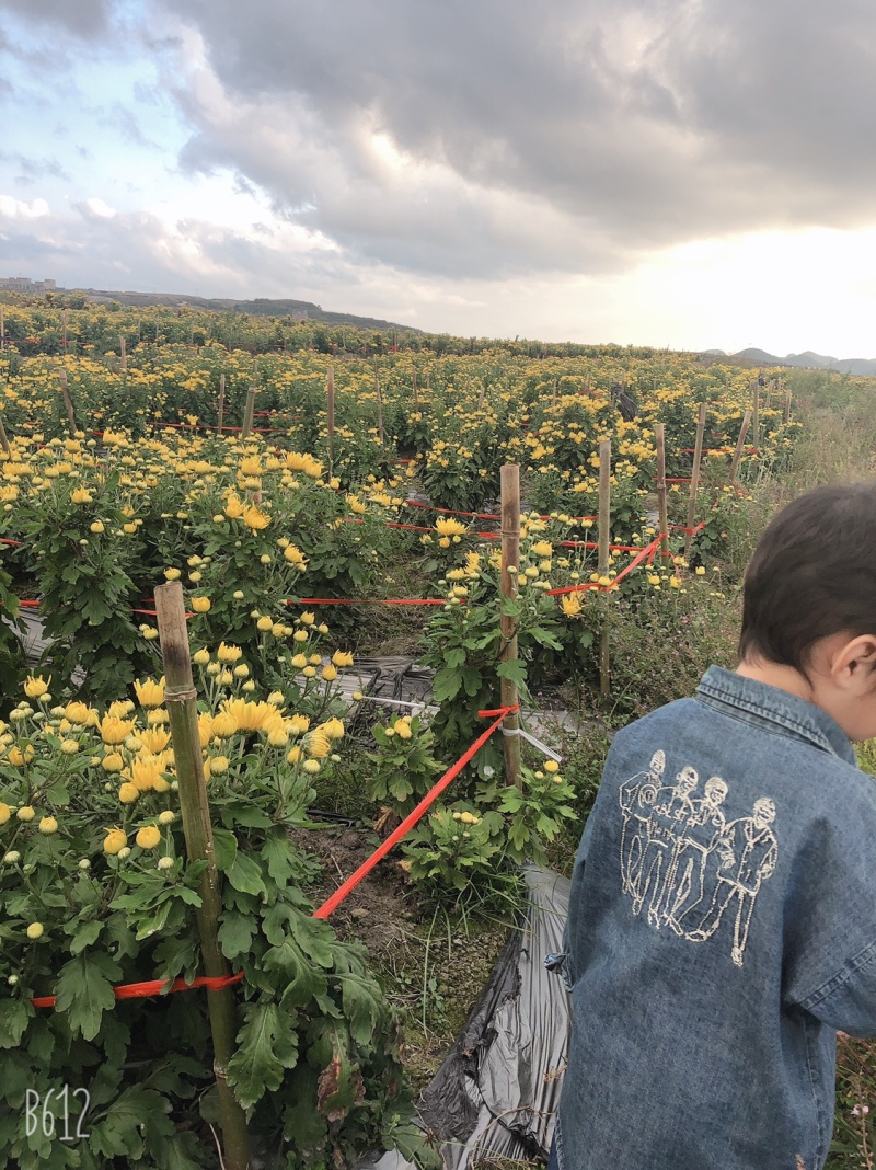 金丝皇菊