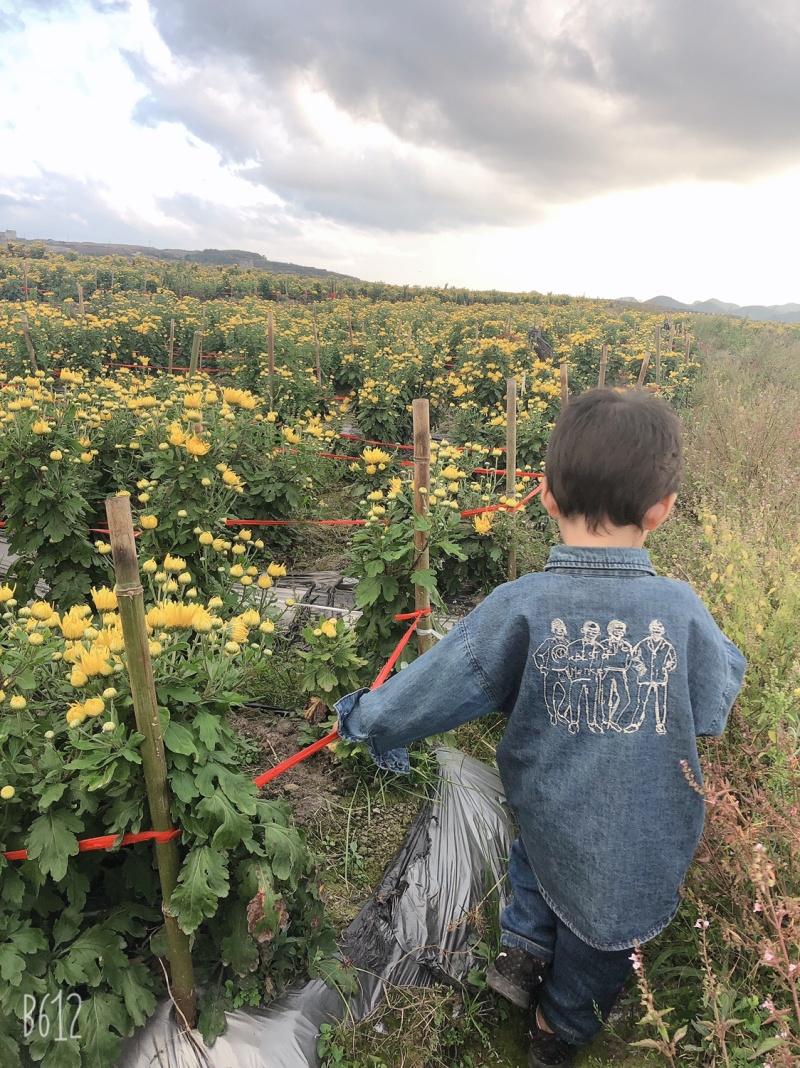 金丝皇菊