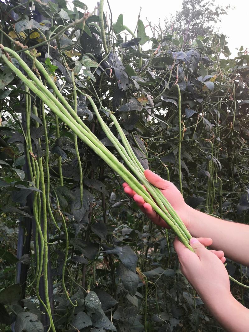 翠绿豆角种子豇豆种200克耐寒无鼠尾不鼓籽厚肉