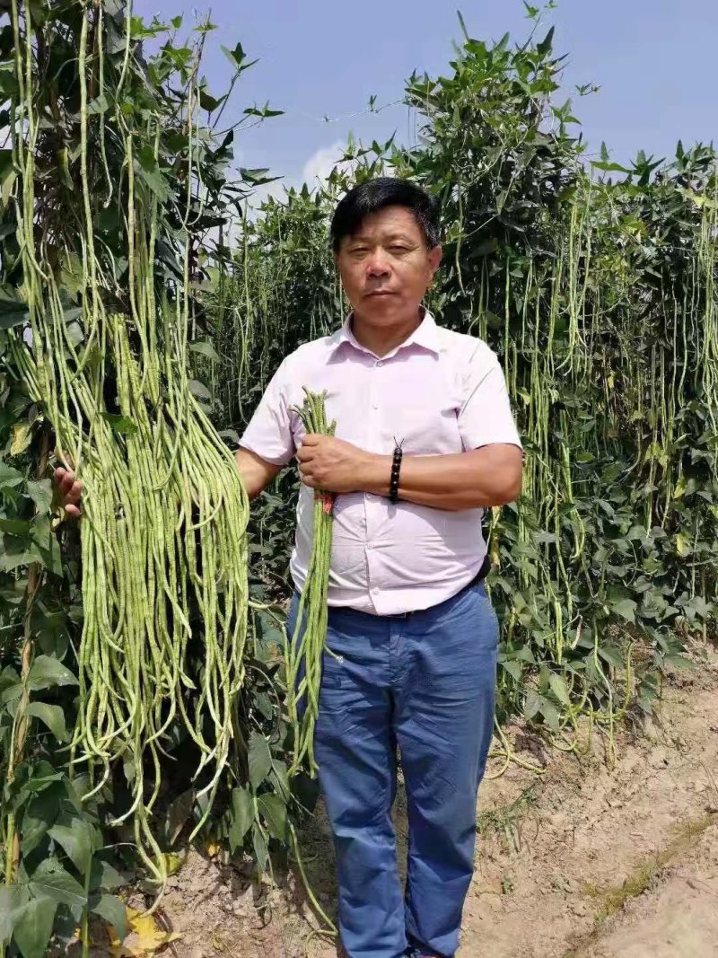 翠绿豆角种子豇豆种200克耐寒无鼠尾不鼓籽厚肉