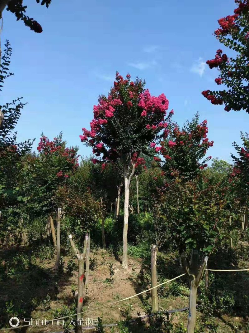 紫薇美国红火箭百日红紫薇1公分～20公分