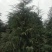 雪松1-10米量大供应工程树精品树型都有