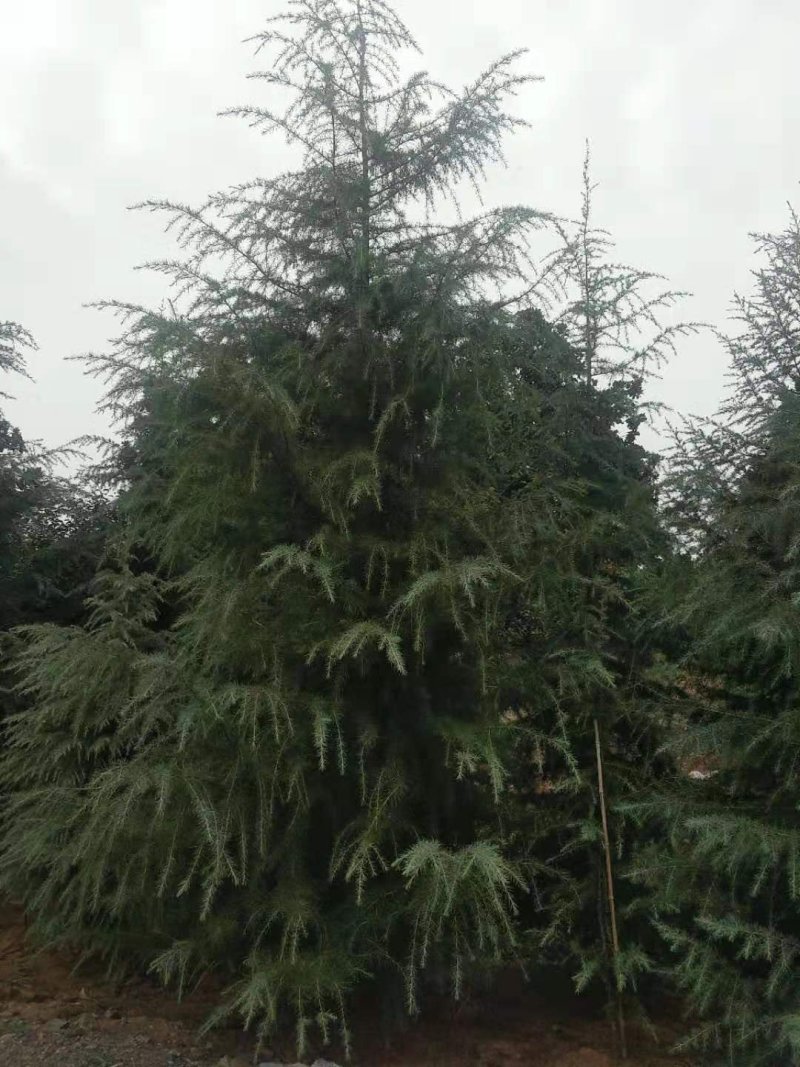 雪松1-10米量大供应工程树精品树型都有