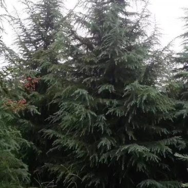 雪松1-10米量大供应工程树精品树型都有