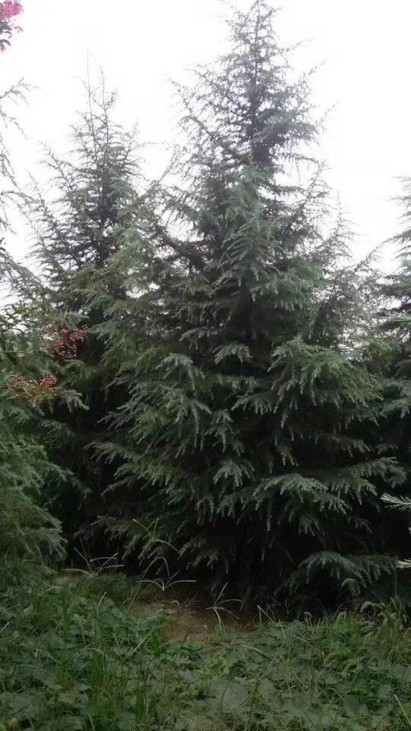 雪松1-10米量大供应工程树精品树型都有