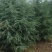 雪松1-10米量大供应工程树精品树型都有