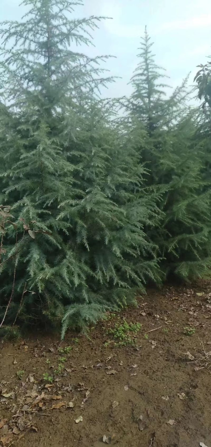 雪松1-10米量大供应工程树精品树型都有