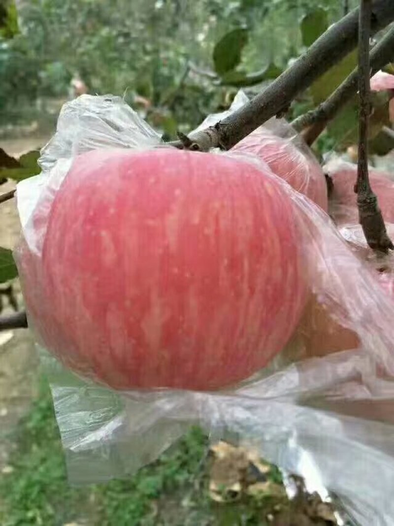 大量供应山西运城万荣临猗优质膜袋，纸加膜冰糖心红富士苹果