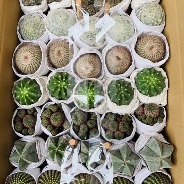 仙人球多肉植物盆栽