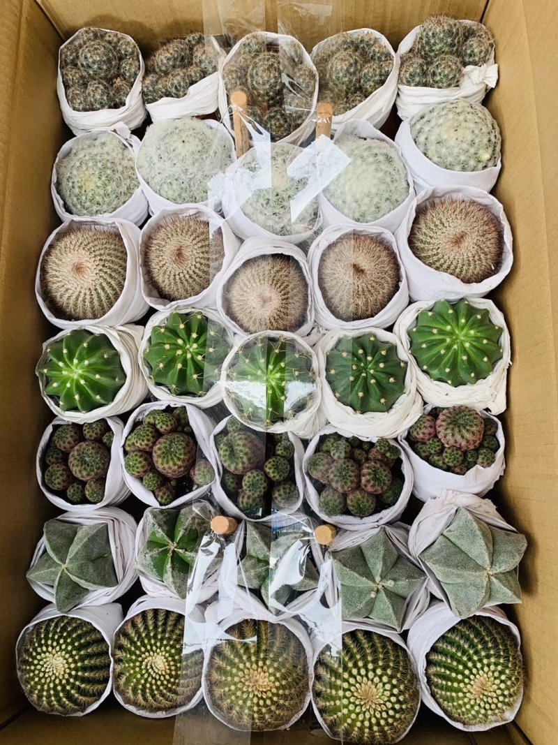 仙人球多肉植物盆栽